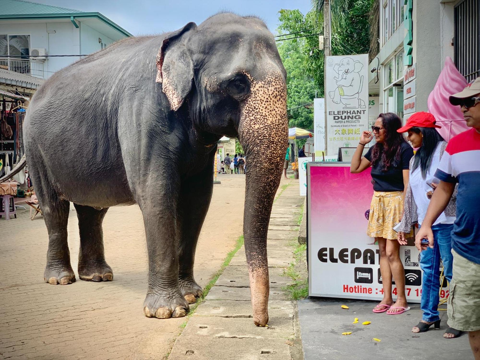 Elepath Lodge- Pinnawala 宾那伟拉 外观 照片
